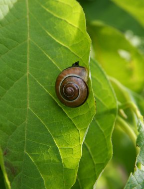 küçük salyangoz yaprak üzerinde