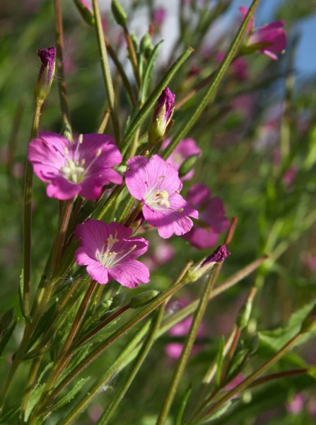 Фиолетовые цветы растения Willowherb летом — стоковое фото