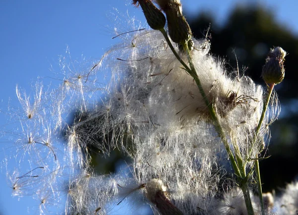 Distel mit Samen — Stockfoto