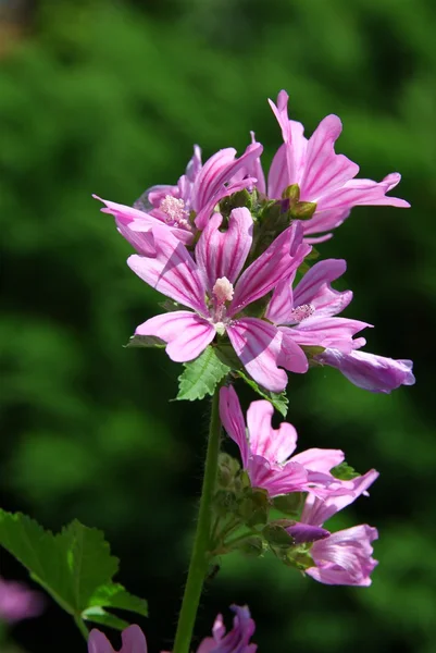 Wild mallow bloei — Stockfoto