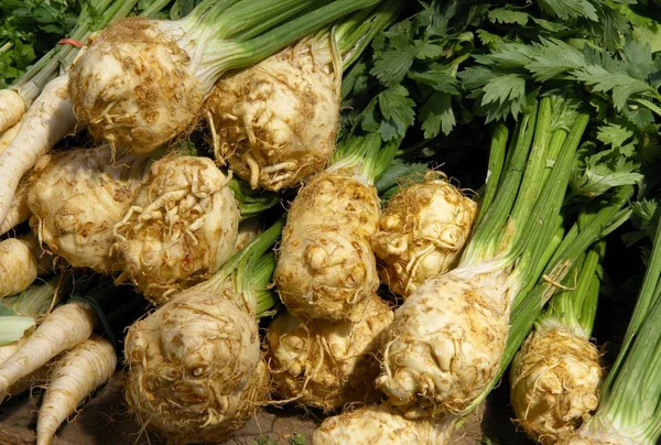 Root celery — Stock Photo, Image