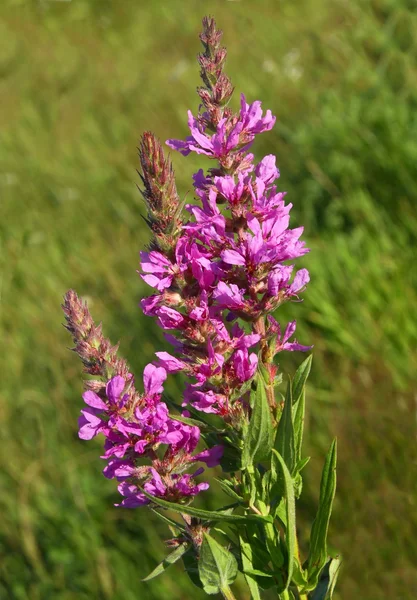 Purple loosestrife plant blossoming — Stock Photo, Image