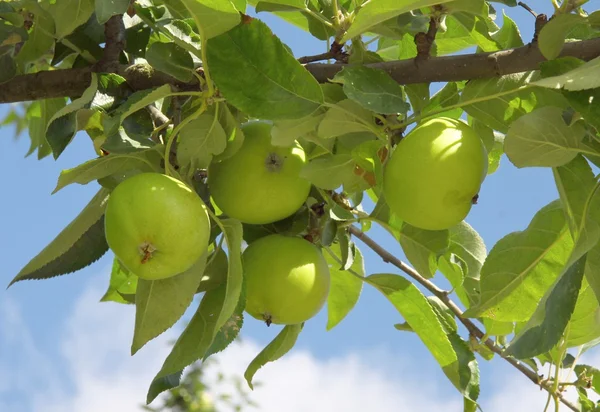 Pommes vertes et non mûres sur un arbre fruitier dans un verger — Photo
