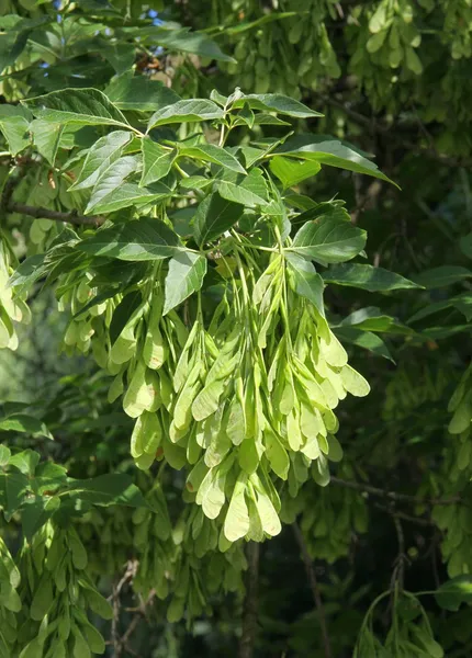 Graines ailées non mûres vertes d'acer negundo tree — Photo