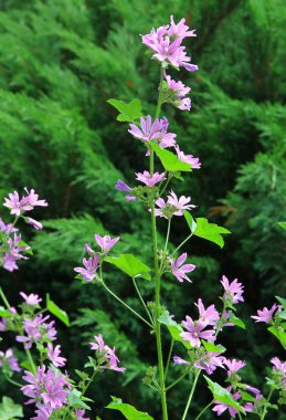 yabani ebegümeci ot çiçeği