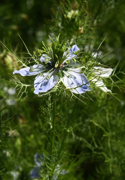 Rostliny s modrými květy — Stock fotografie