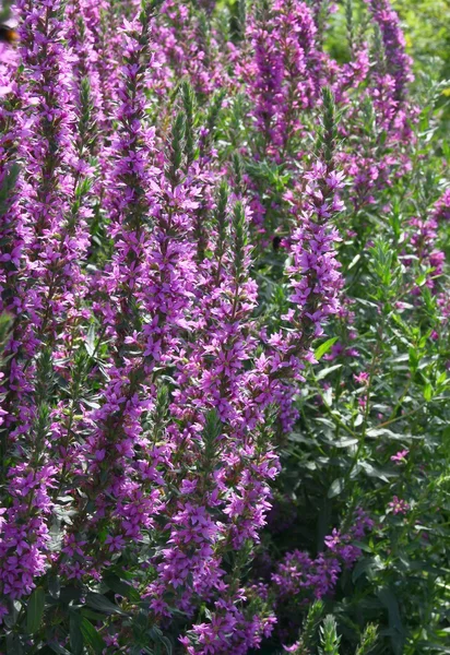 Purple loosestrife plant blossoming — Stock Photo, Image