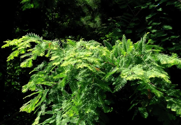 Gröna blad av furu — Stockfoto