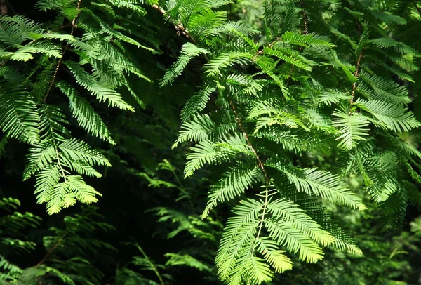 Redwood yeşil yaprakları — Stok fotoğraf