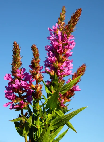 stock image Purple loosestrife plant blossoming