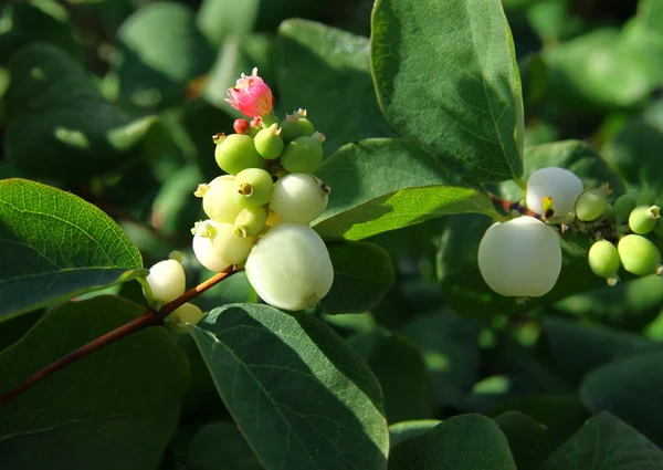 Snowberry bush wuth white berries and pink flowers — Stock Photo, Image