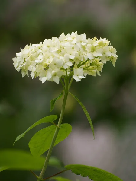 Hortensia blommande — Stockfoto