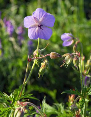 çayır üzerinde vahşi geranium bitkisinin mavi çiçek
