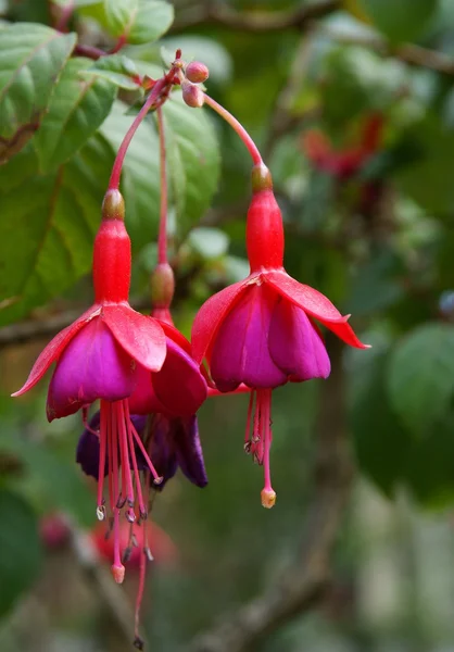 Flores rojas y moradas de fucsia de cerca — Foto de Stock