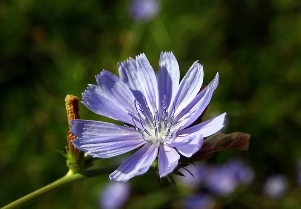 チコリ野生植物の青色の花 — ストック写真