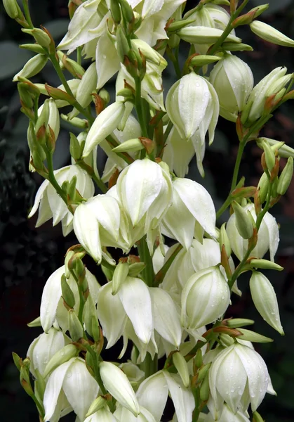 Κρινοειδές φυτό και άνθος φυτό με λευκά λουλούδια — Φωτογραφία Αρχείου