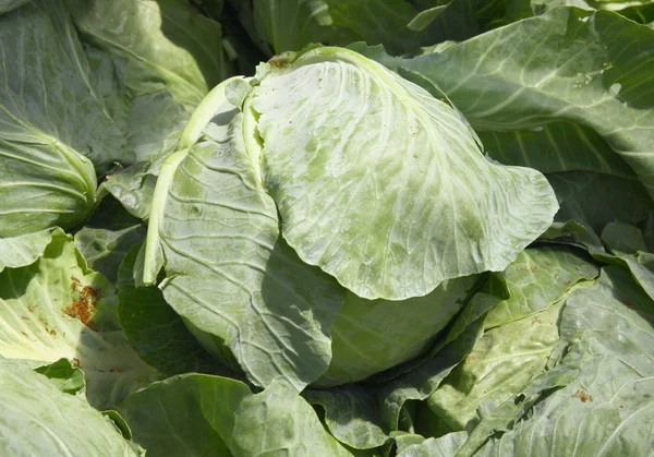 Kohl vegetaqble — Stockfoto