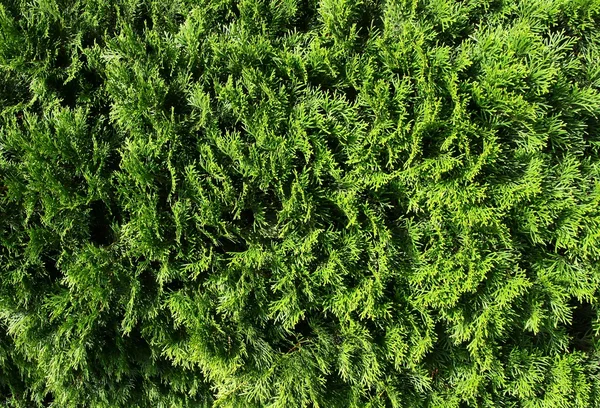 Feuilles vertes de thuja conifères comme motif de fond — Photo
