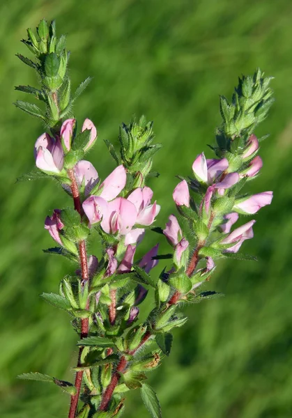 Ostnaté restharrow rostlina s růžovými květy — Stock fotografie