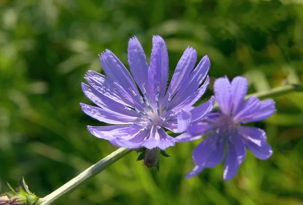 Blue flower of chicory wild plant — Stock Photo, Image