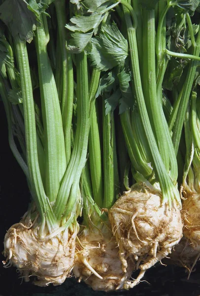 Root vegetable celery — Stock Photo, Image