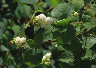 Snowberry bush çiçek ve beyaz çilek ile
