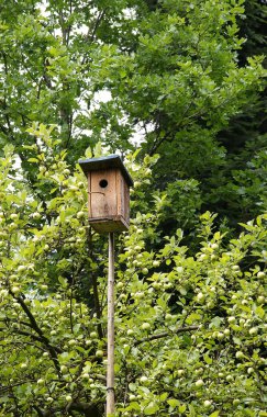 Küçük kuşlar için doğurmak köpek kulübesi