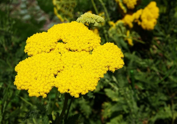 Κίτρινα άνθη του φυτού filipendula Αχιλλέα — Φωτογραφία Αρχείου