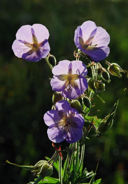Blue flowers of geranium on meadow — Stock Photo, Image