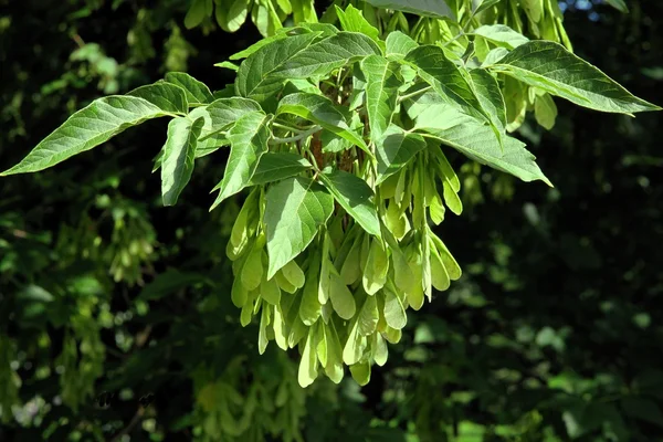 Box elder drzewa z skrzydlate nasiona w lecie — Zdjęcie stockowe