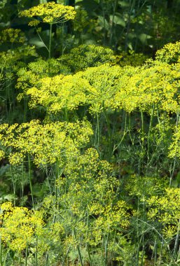dereotu sebze bahçesinde çiçek