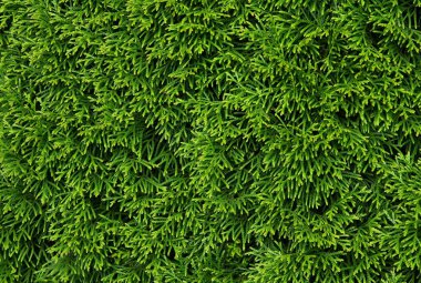 Mazı (bitki) iğne yapraklı ağaç arka plan olarak yeşil yaprakları