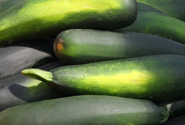 Grön zucchini vegetabiliska — Stockfoto