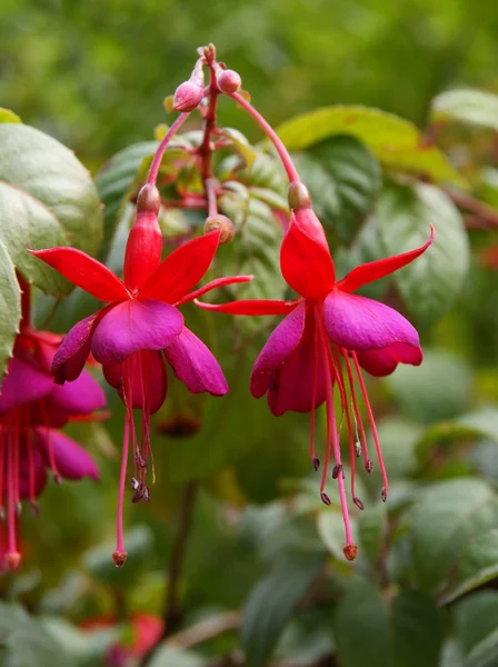 Flores rojas y lila de fucsia —  Fotos de Stock