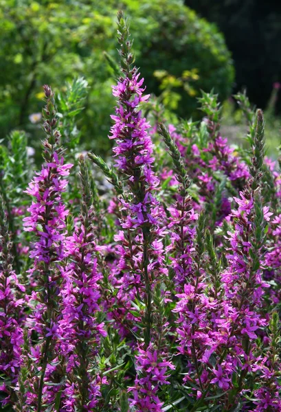 Цветки фиолетового рыхлого растения — стоковое фото