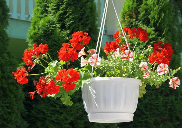 Sardunya pot-kırmızı çiçekli bitki — Stok fotoğraf