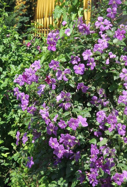 Clematis creeper plant with lila flowers