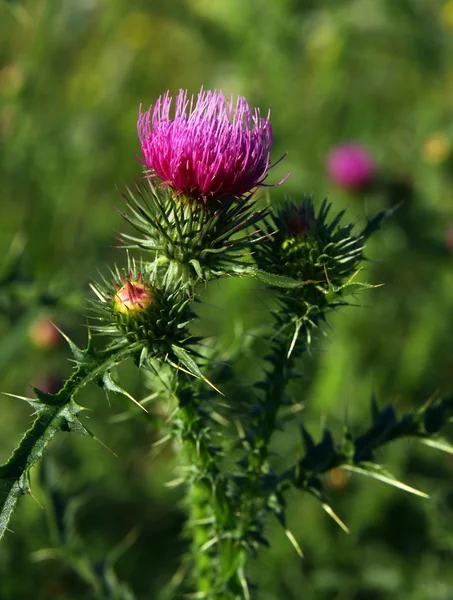 Thistle with lila flowers — Stock Photo, Image