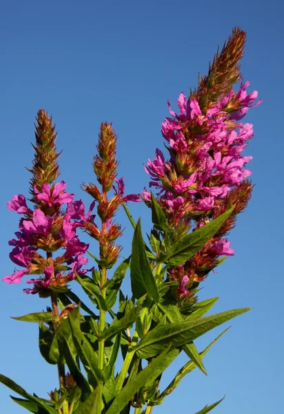 Квіти фіолетової рослини — стокове фото