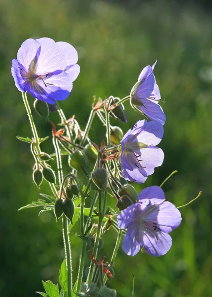 Geraniuim plant with blue flowers on meadow — Stock Photo, Image