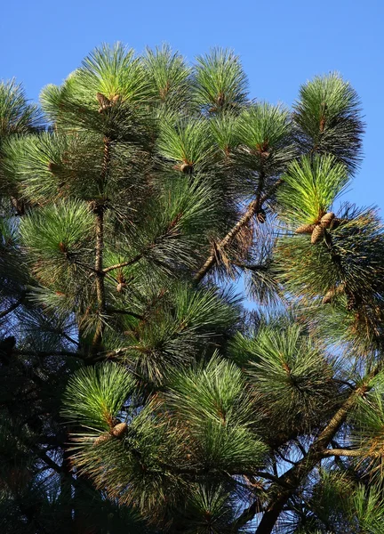 Árbol de pino — Foto de Stock