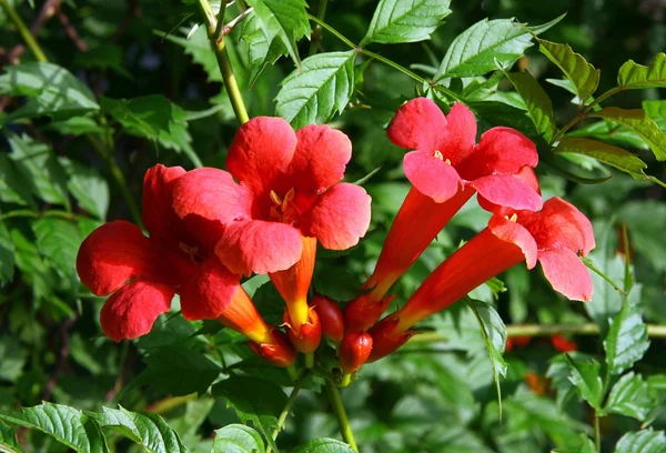 Flores rojas de milin Gabor planta enredadera —  Fotos de Stock