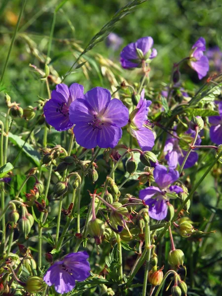 Geraniuim 植物で、牧草地に青い花 — ストック写真