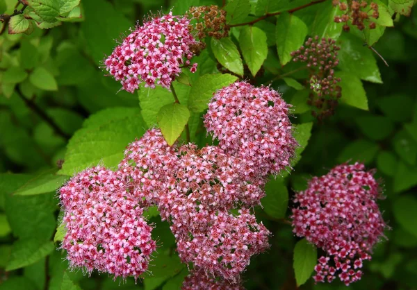 Dwarf japonica bush with pink flowers — Stock Photo, Image