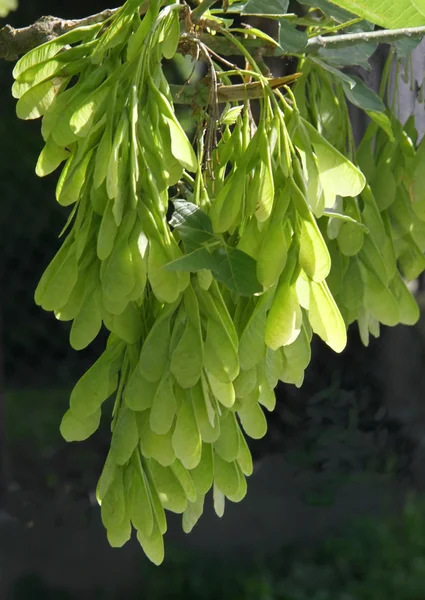 Graines ailées vertes non mûres de sureau en été — Photo