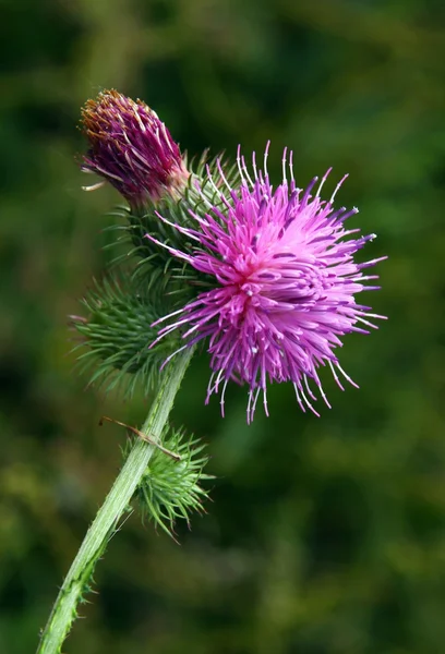 Flor roxa de planta de teca selvagem no verão — Fotografia de Stock