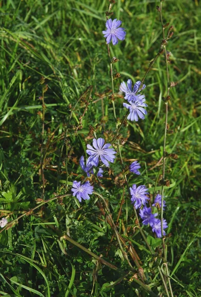 Cikoria med blå blommor — Stockfoto