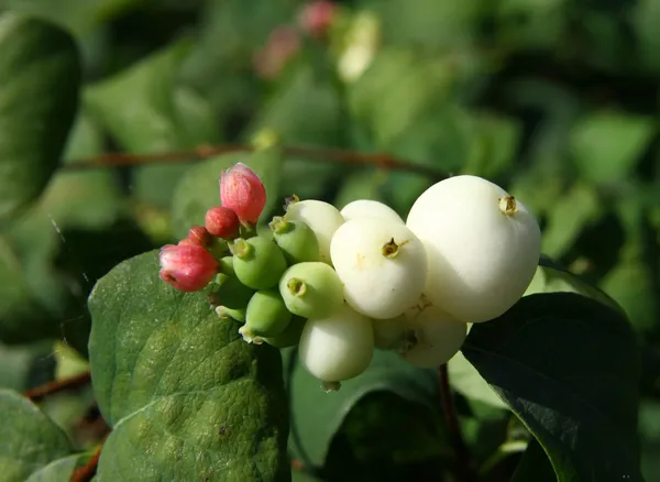 Snowberry Μπους με τα άσπρα μούρα και ροζ λουλούδια — Φωτογραφία Αρχείου