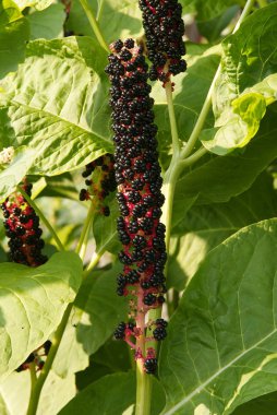 Pokeweed mor meyve ile