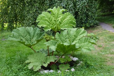 Tropikal bitki gunnera manicata